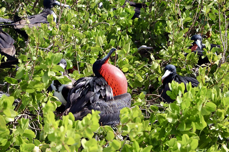 Information on Barbuda Island (near Antigua) Caribbean